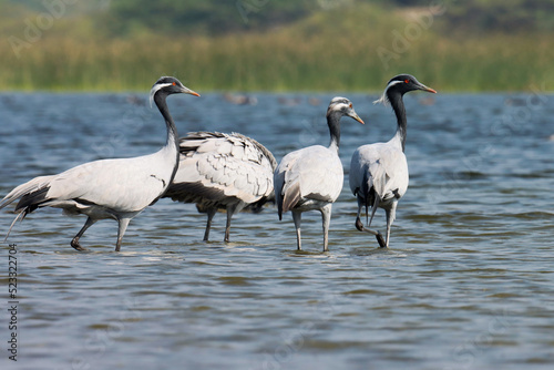 Demoiselle crane. Grus virgo. Bird background. Natural background. Abstract background. Crane bird at river.