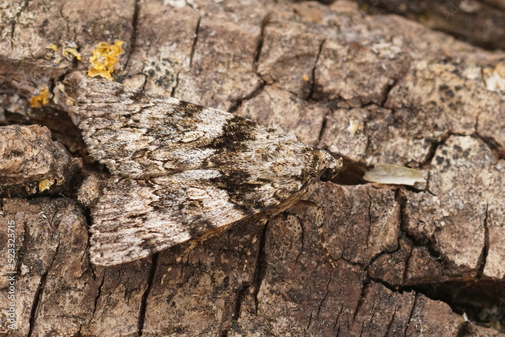 Fototapeta premium Closeup on the Light Crimson Underwing owlet moth, Catocala promissa, sitting on wood