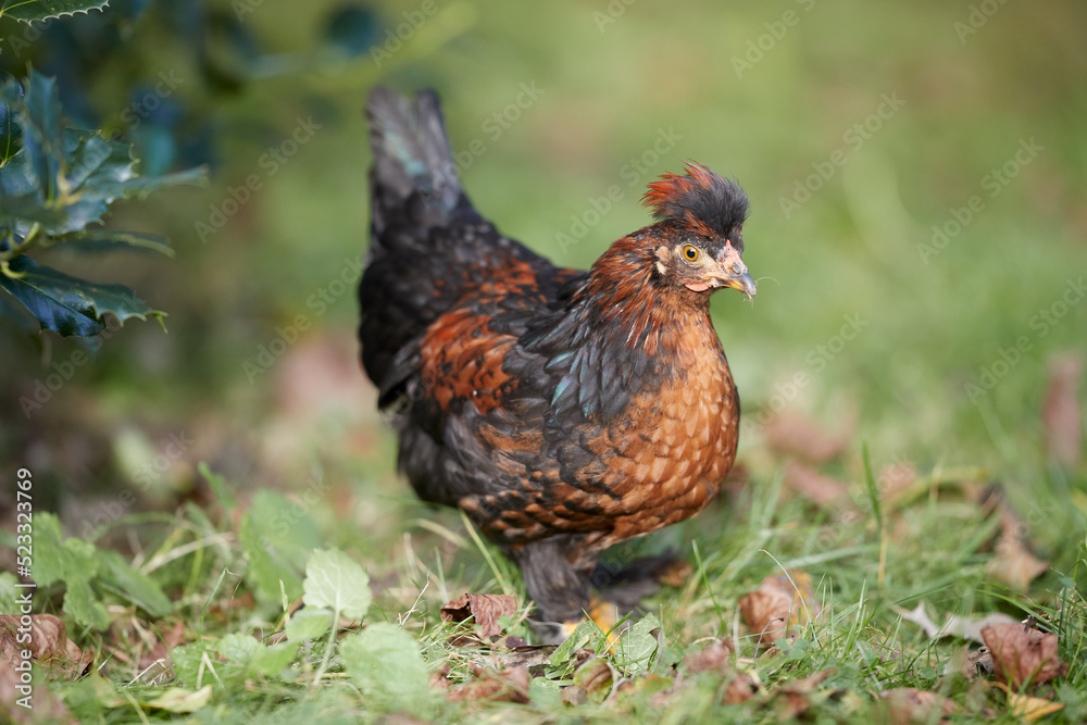 Small young brown rooster from Poland chicken