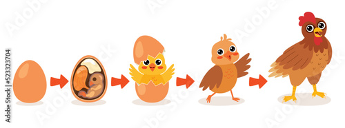 Life Cycle Of A Chicken © yusufdemirci