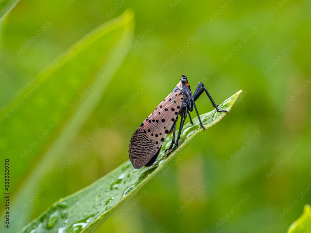 spotted lanternfly ,Lycorma delicatula
