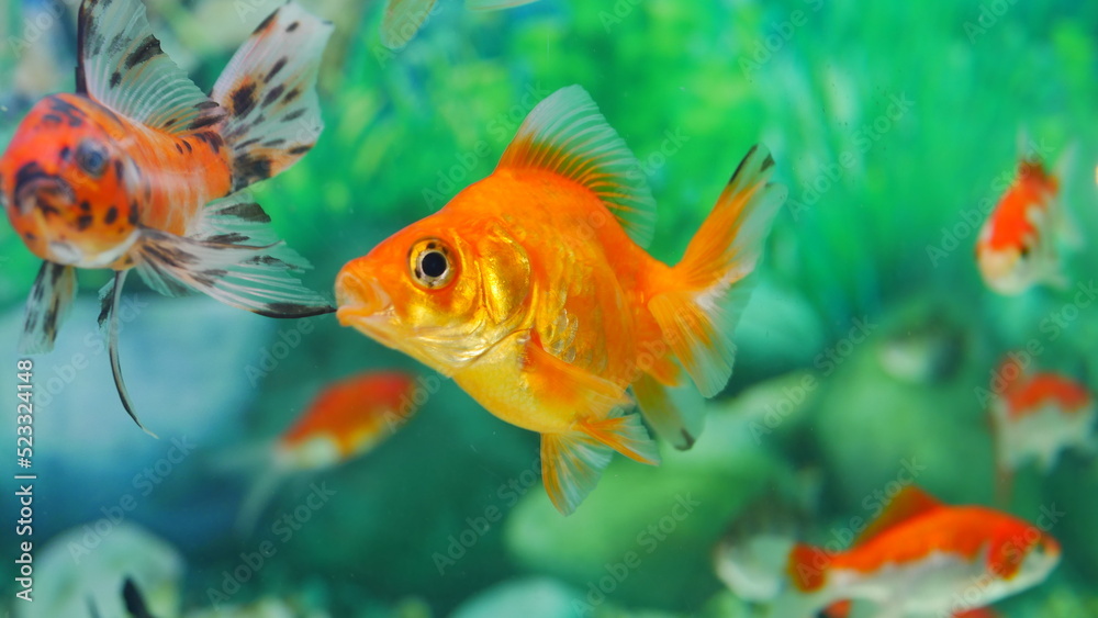 goldfish swimming in the aquarium with clear water, looks very beautiful goldfish swimming in the aquarium with clear water, looks very beautiful