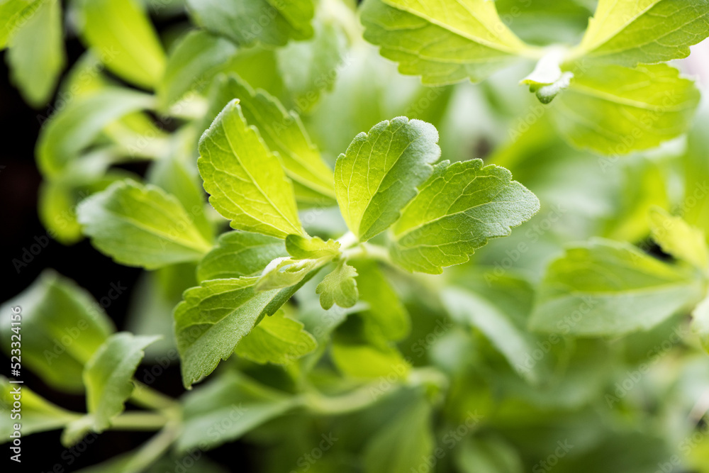 Obraz premium Stevia green leaves on nature background.