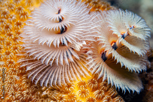 Spirobranchus giganteus, Christmas tree worms photo