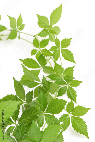 Gynostemma pentaphyllum or jiaogulan green leaves isolated on white background.