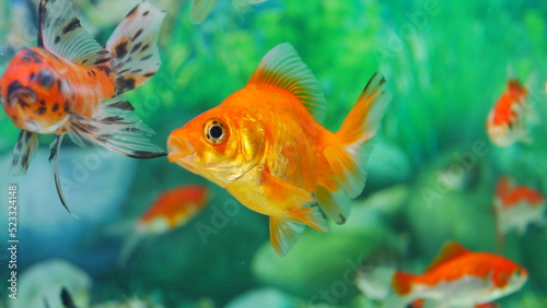 goldfish swimming in the aquarium with clear water, looks very beautiful