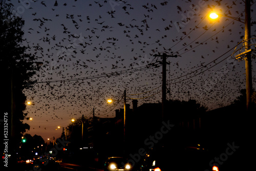 Bats flying over the main street of town at night photo