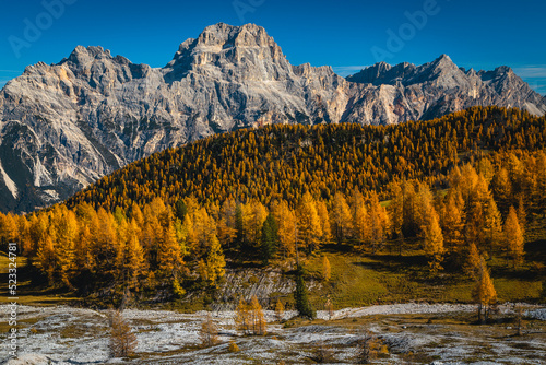 Autumn colorful larch forest and beautiful mountains in background, Dolomites