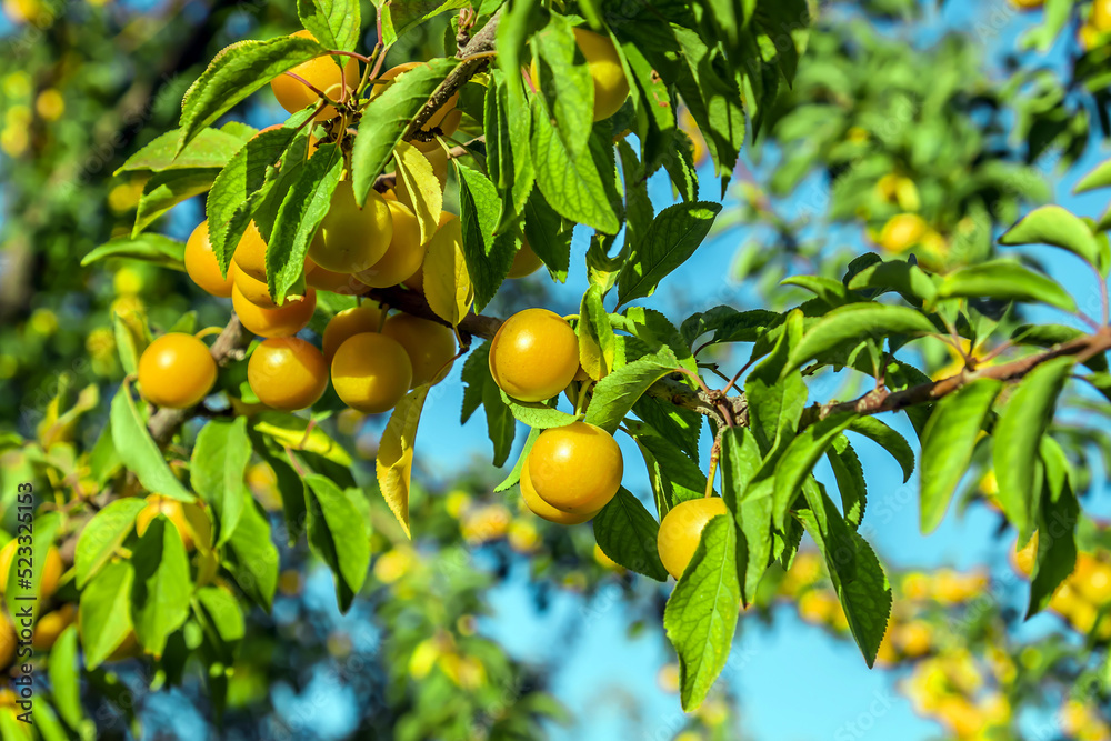 Yellow cherry plums ripen on a branch. Small helty fruits on the branches of a bush. Yellow cherry plums ripen on a branch. Small helty fruits on the branches of a bush.