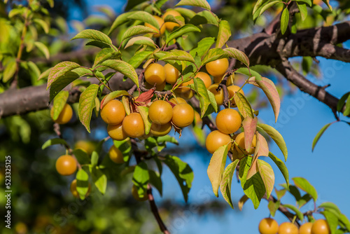 Yellow cherry plums ripen on a branch. Small helty fruits on the branches of a bush.