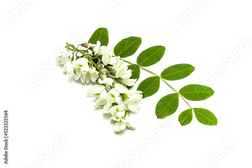 Acacia branch in spring on a white background