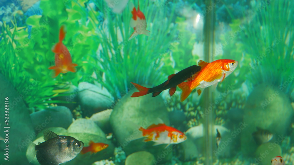 goldfish swimming in the aquarium with clear water, looks very beautiful goldfish swimming in the aquarium with clear water, looks very beautiful