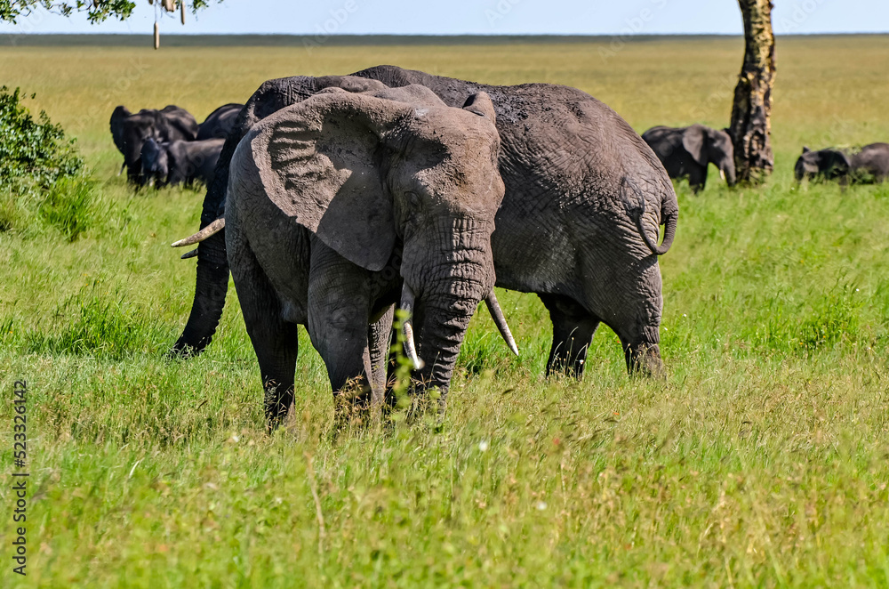 Fototapeta premium Elephant herds and their calves in the beautiful landscapes of the African savannah 