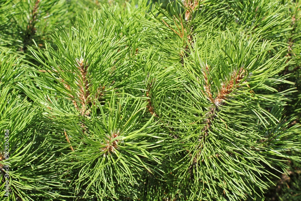 Mountain pine tree Pinus Mugo with buds, long branch and coniferous. Mughus pumilio cultivar dwarf in rock park. Composition pinaceae landscaping in japanese garden. Nature botanical concept. Close-up Mountain pine tree Pinus Mugo with buds, long branch and coniferous. Mughus pumilio cultivar dwarf in rock park. Composition pinaceae landscaping in japanese garden. Nature botanical concept. Close-up