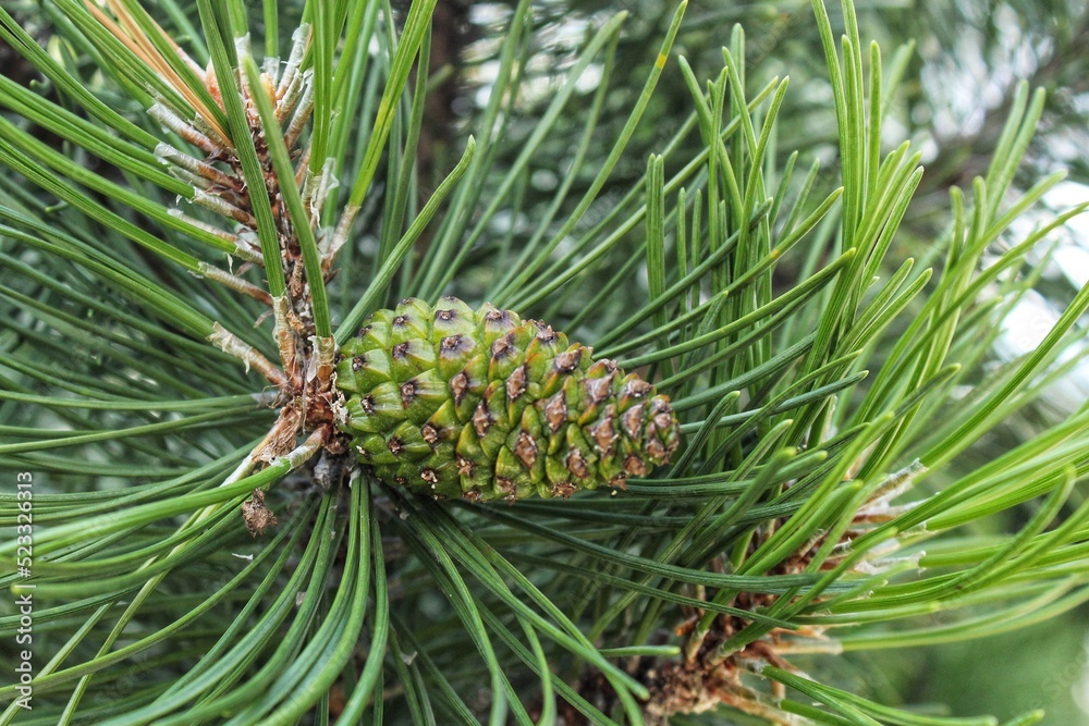 Cone of mountain pine tree Pinus Mugo with buds, long branch and coniferous. Mughus pumilio cultivar dwarf in rock park. Composition for holiday christmas card. Nature botanical concept. Close-up Cone of mountain pine tree Pinus Mugo with buds, long branch and coniferous. Mughus pumilio cultivar dwarf in rock park. Composition for holiday christmas card. Nature botanical concept. Close-up