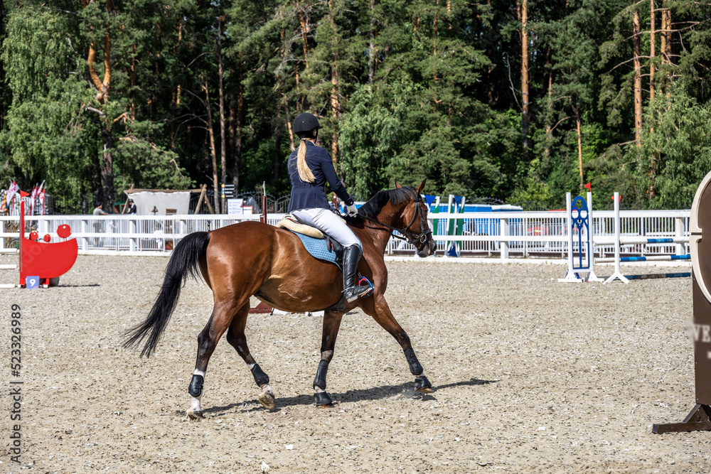 beautiful and different horses in working moments at the equestrian festival in summer beautiful and different horses in working moments at the equestrian festival in summer
