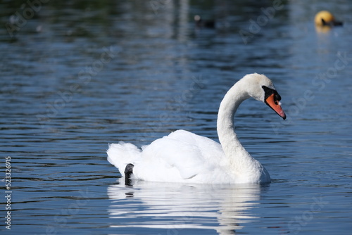 Graceful Majesty: White Swan Gliding on the Serpentine Waters
