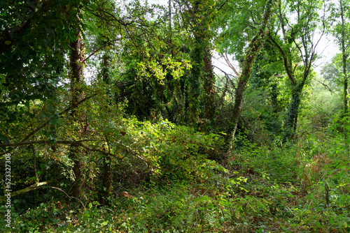 Erdeven forest in Brittany region