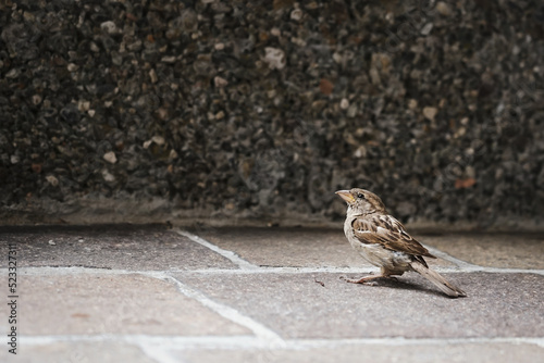 Little bird on the ground. Hungry sparrow is waiting for crumbs. Love for animals and wildlife photography.	 photo