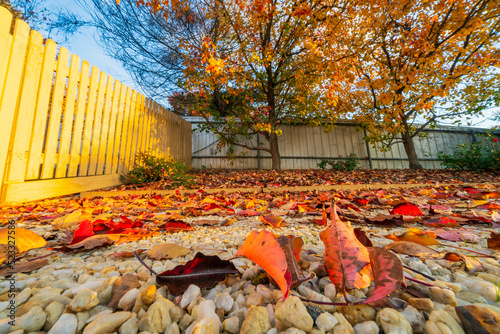 Ground level view of colouful autumn leaves covering a gravel driveway beside a picket fence photo