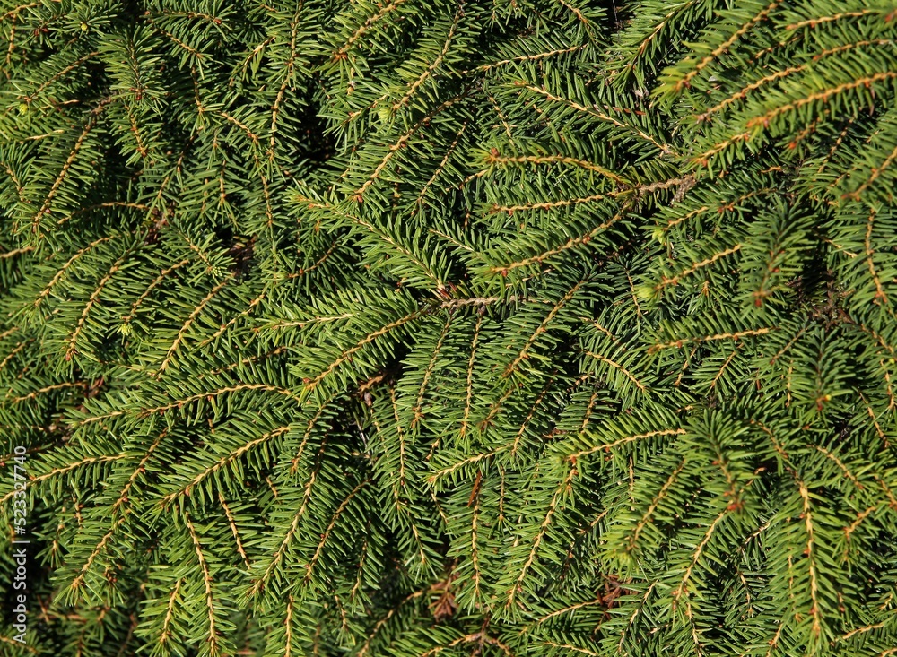 twigs of spruce coniferous tree with green needles as natural background twigs of spruce coniferous tree with green needles as natural background