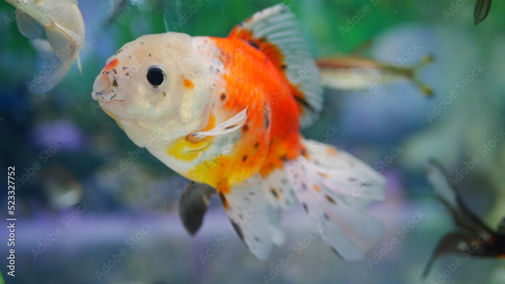 goldfish swimming in the aquarium with clear water, looks very beautiful goldfish swimming in the aquarium with clear water, looks very beautiful
