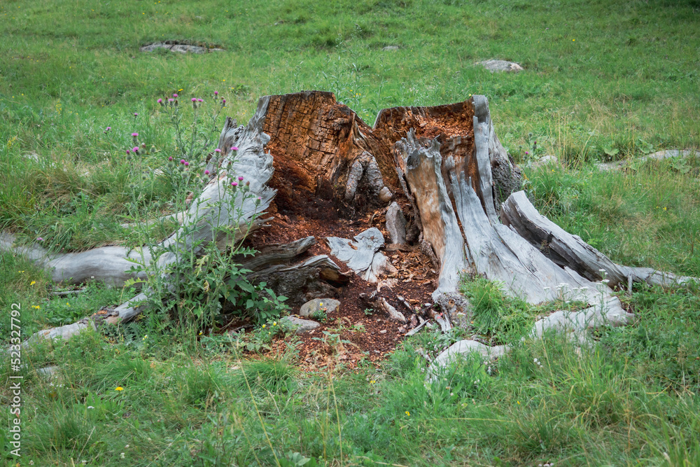 Old dead stump. Cut tree hollowed out and eroded by termites. Nature cycle. Old dead stump. Cut tree hollowed out and eroded by termites. Nature cycle.