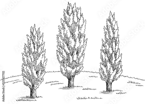 Poplar tree grove graphic black white landscape sketch illustration vector 