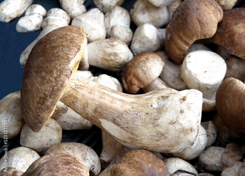 tasty edible mushrooms Boletus edulis from forest