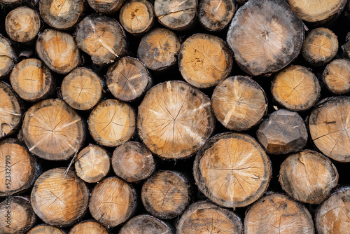 Texture of stacked tree trunks. Tree stumps background. Pattern of trees cut section. Cutted trees   wood stock photo.