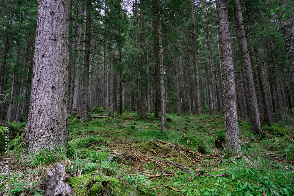 Dark forest on a rainy day. Natural park with tall fir and beech trees. Mystery, nature and luxuriant vegetation of the undergrowth. Dark forest on a rainy day. Natural park with tall fir and beech trees. Mystery, nature and luxuriant vegetation of the undergrowth.