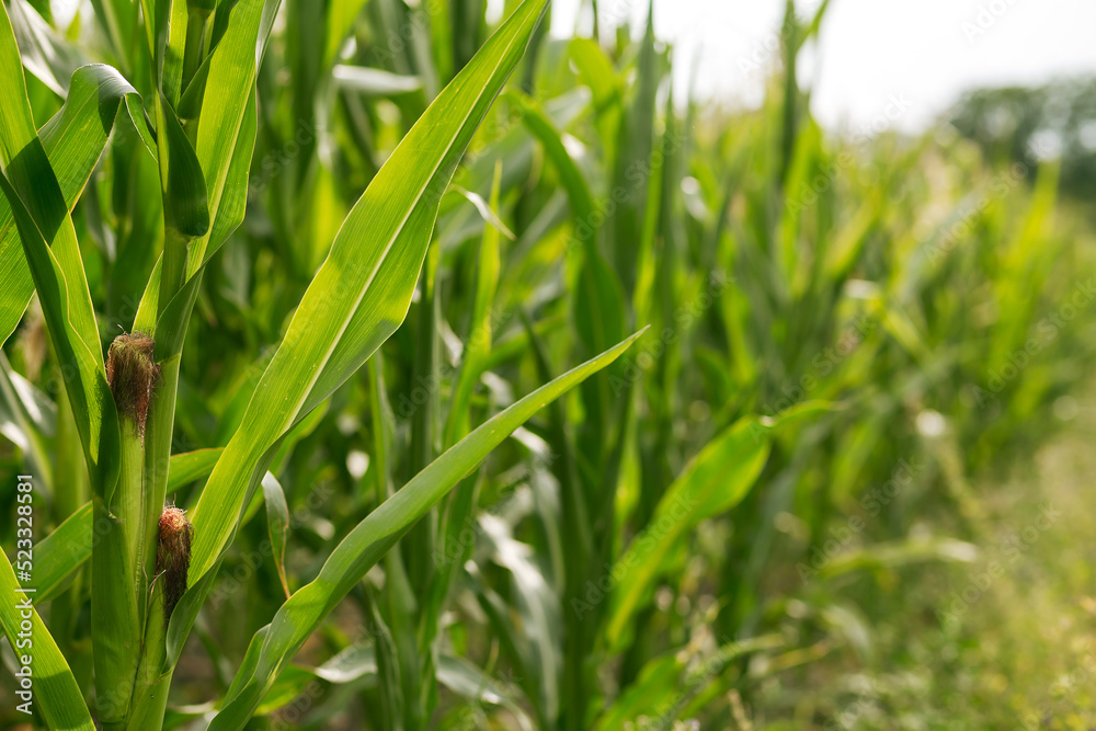 Corn grows in the garden. Agriculture, agronomy, industry Corn grows in the garden. Agriculture, agronomy, industry