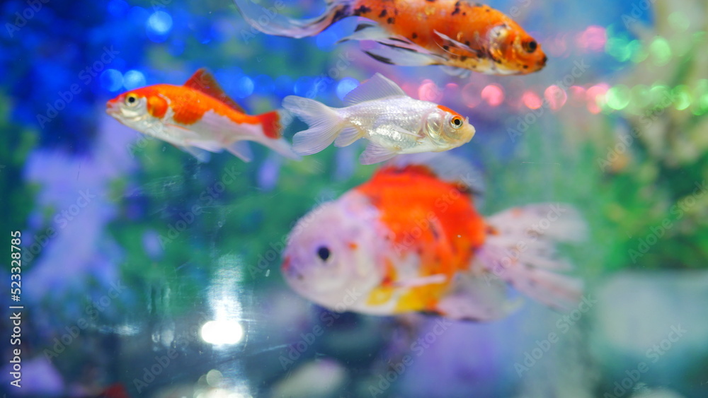 goldfish swimming in the aquarium with clear water, looks very beautiful goldfish swimming in the aquarium with clear water, looks very beautiful