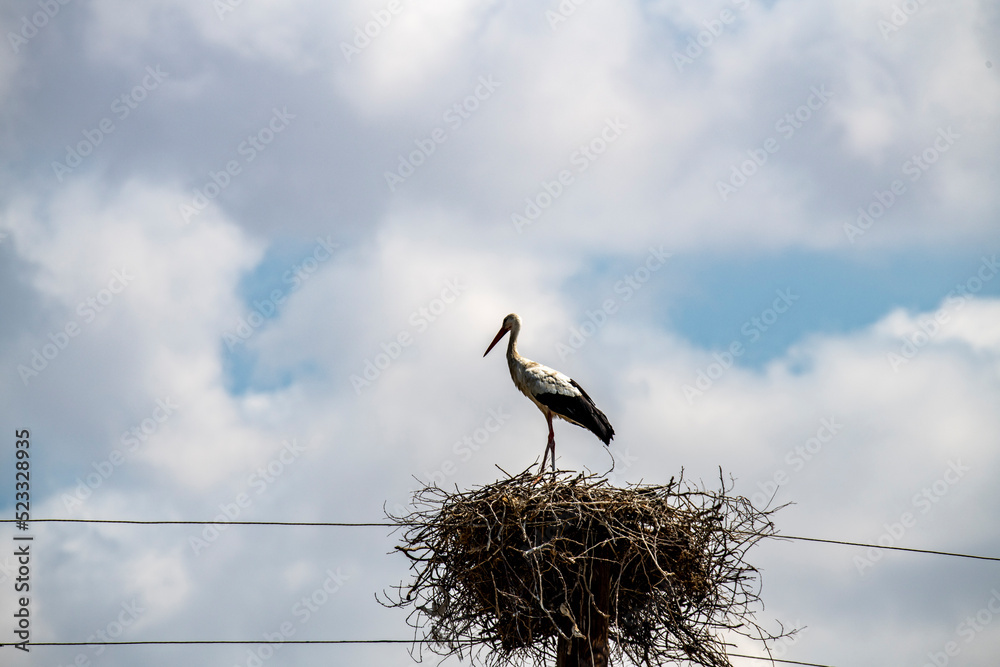 Fototapeta premium white storks flew to their nests during the day against the sky