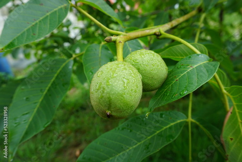 Wallpaper Mural Orzechy Torontodigital.ca