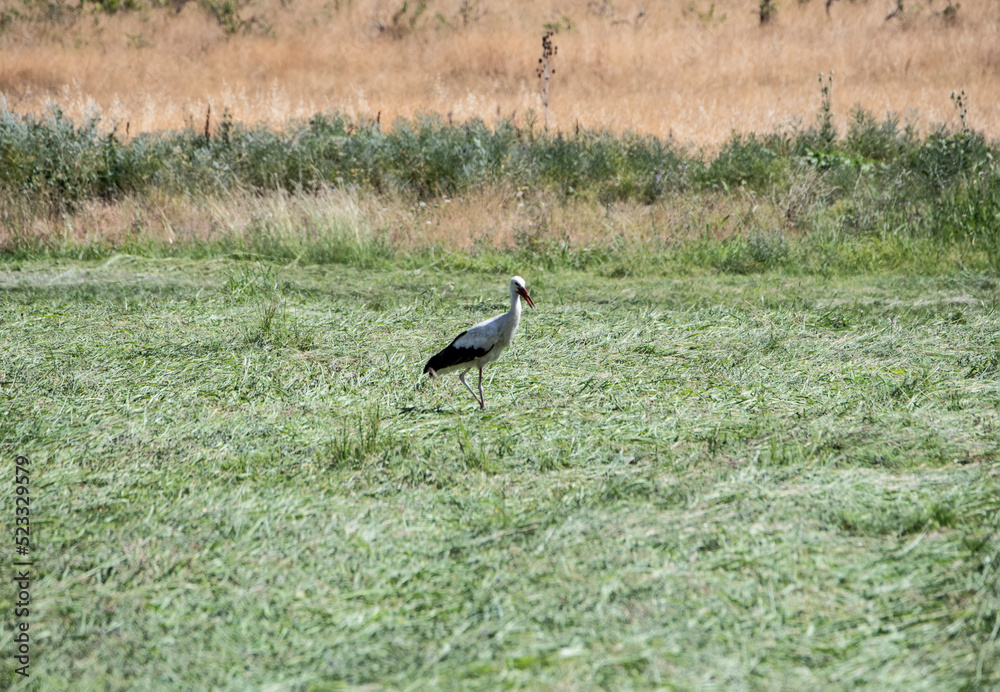 beautiful bird against the blue sky on a summer sunny day in natural conditions in Armenia