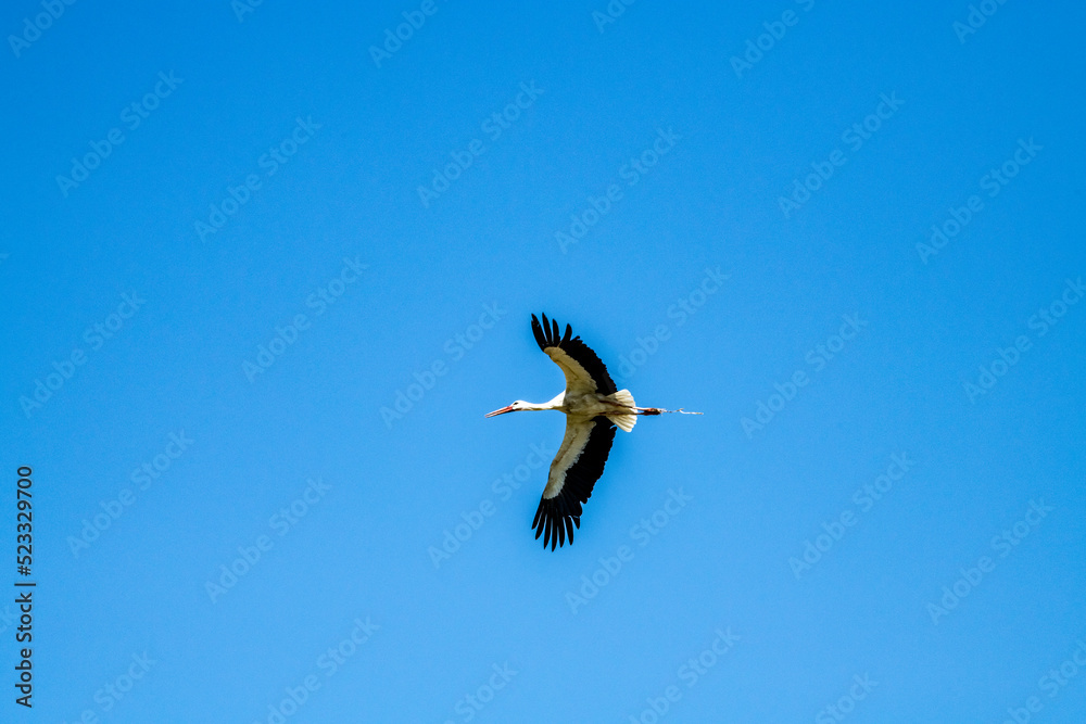 storks fly in families over green fields in search of food storks fly in families over green fields in search of food