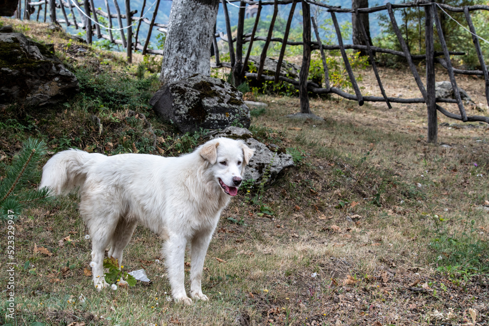 white dog on the background of rural buildings in the mountains of Armenia