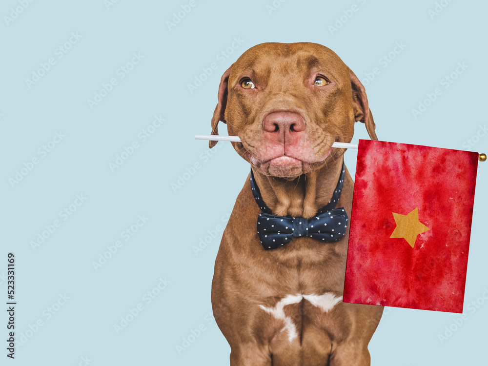 Lovable, pretty dog and Vietnamese Flag. Closeup, indoors. Photo collage. Congratulations for family, loved ones, relatives, friends and colleagues. Pet care concept