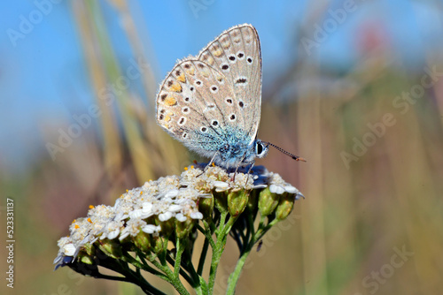 Common blue // Hauhechel-Bläuling (Polyommatus icarus)  photo