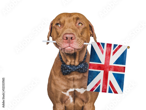 Lovable, pretty dog and and British Flag. Closeup, indoors. Studio photo. Congratulations for family, loved ones, relatives, friends and colleagues. Pet care concept