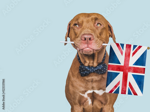 Lovable, pretty dog and British Flag. Closeup, indoors. Studio photo. Congratulations for family, loved ones, relatives, friends and colleagues. Pet care concept