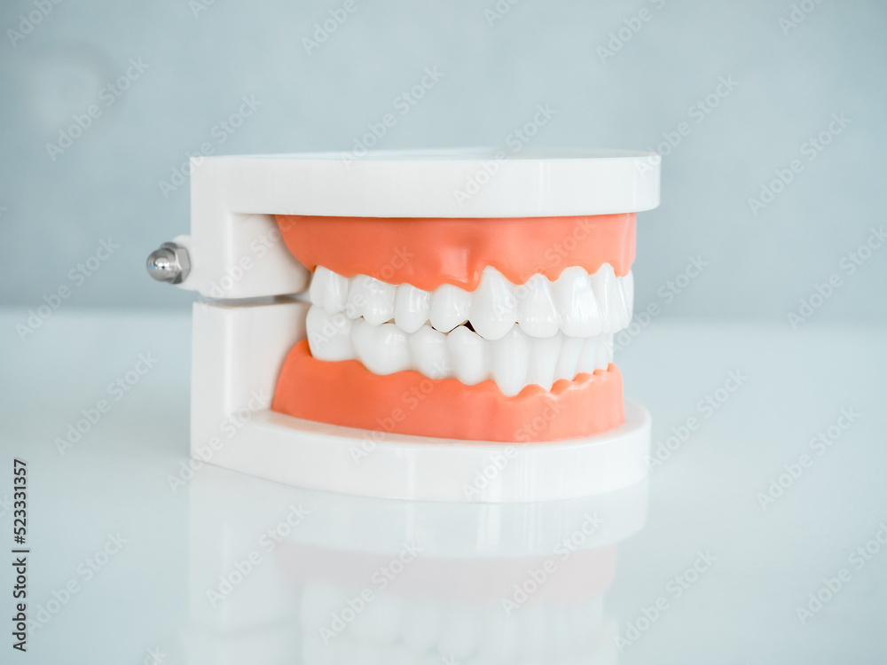 Close up of denture tooth, side view ,acrylic human jaw model on white table isolated on grey background. Plastic artificial human teeth for studying oral hygiene in the dental clinic. Close up of denture tooth, side view ,acrylic human jaw model on white table isolated on grey background. Plastic artificial human teeth for studying oral hygiene in the dental clinic.