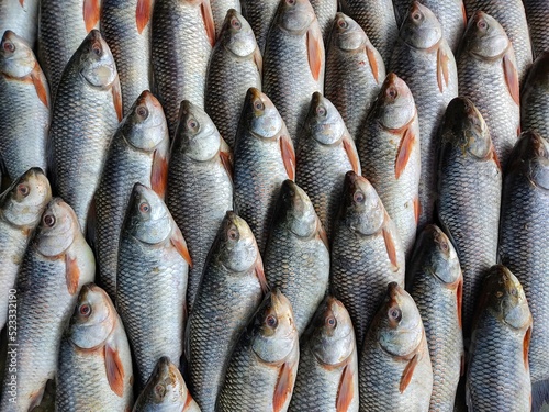 Rohu carp labeo rohita fish arranged in row for sale in Indian fish Bazar