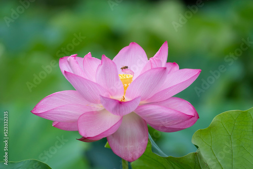 Full blooming lotus with bees