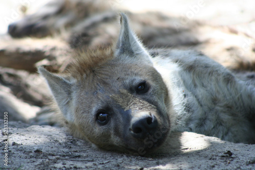 hyene 3 photo