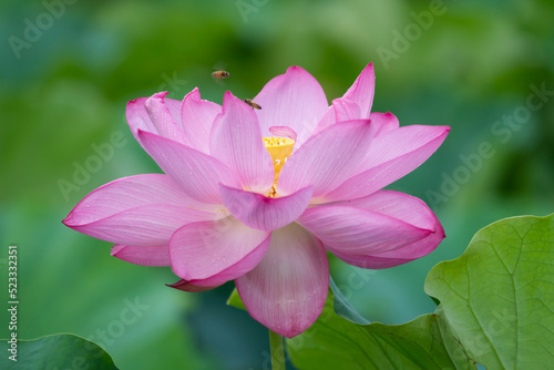 Full blooming lotus with bees