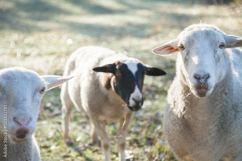 Close up of three dorper sheep looking at camera on cold dewy morning Close up of three dorper sheep looking at camera on cold dewy morning