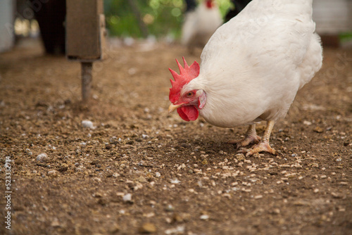 Large white leghorn laying hen pecking at pellets on the ground photo