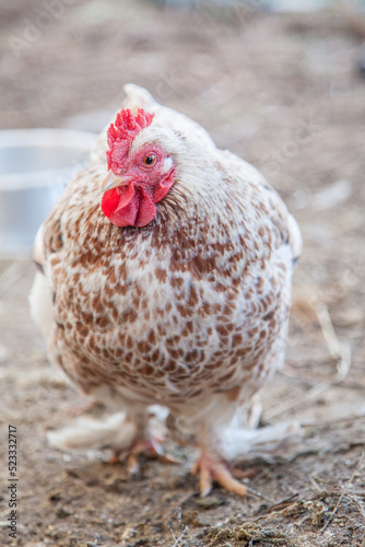 Close up of a white and brown speckled bantam hen